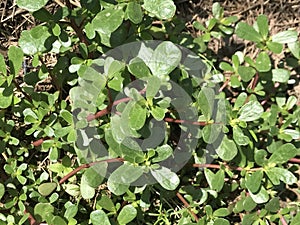Common Alabama Purslane Plant - Portulaca oleracea Linnaeus - Foraging