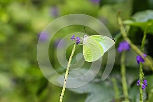 Common Albatross butterfly Appias albina drinking on plant