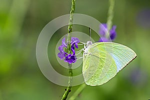 Common Albatross butterfly Appias albina drinking on plant