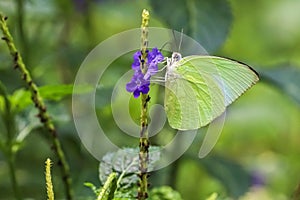 Common Albatross butterfly Appias albina drinking on plant