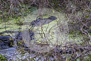 A Common Alligator (Alligator mississippiensis) in Lake Tohopekaliga, Florida