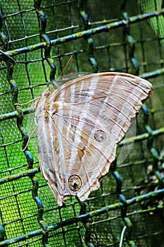 The Common Amathusia phidippus Butterfly photo