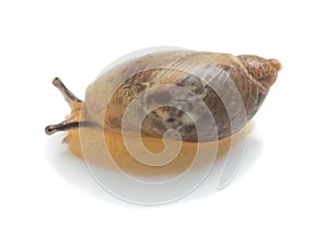 Common amber snail, Succinea putris isolated on white background