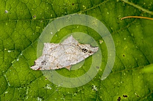 Common Angle moth resting on green leaf