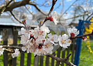 The common apricot Latin Prunus armeniaca is a fruit tree, a species from the Apricot Armeniaca section of the Plum genus Pru photo