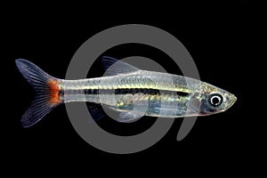 Common aquarium fish, Red-tailed Rasbora