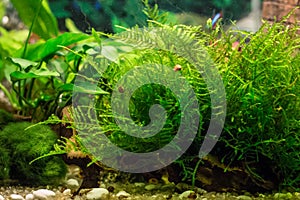 Java moss / Vesicularia in aquarium