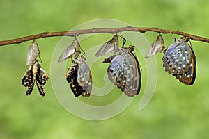 The Common Archduke butterfly emerging from chrysalis Lexias p photo
