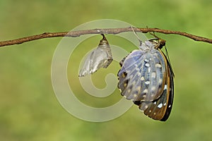 The Common Archduke butterfly emerging from chrysalis Lexias p photo