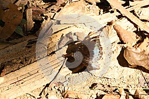 Common archduke on some dried leaves