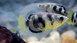 Common archer fish swimming.