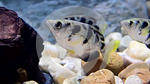 Common archer fish swimming.