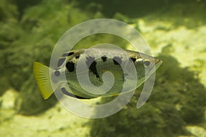 The common archerfish Toxotes chatareus. photo