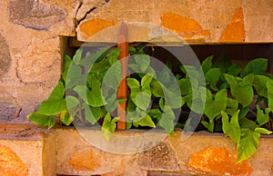 Green plant in stone wall at Taliesen West