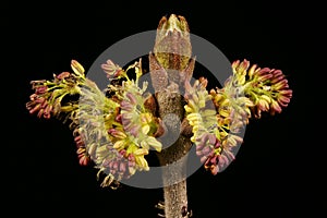 Common Ash Fraxinus excelsior. Male Inflorescence Detail Closeup
