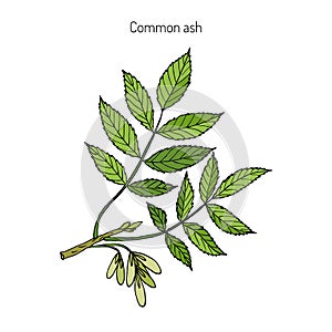 Common Ash Tree Branch