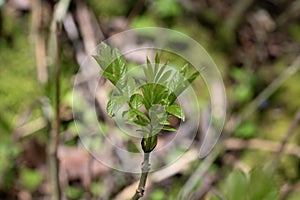 Common ash tree new leaves in spring