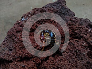 Common Asian Centipede (Scolopendra subspinipes) on a rock