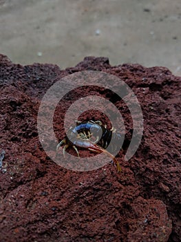 Common Asian Centipede (Scolopendra subspinipes) on a rock