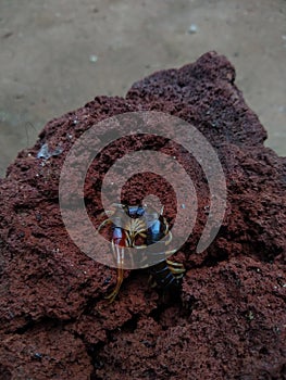 Common Asian Centipede (Scolopendra subspinipes) on a rock