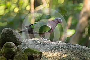 Common Asian grey-capped emerald dove pigeon bird in green stand