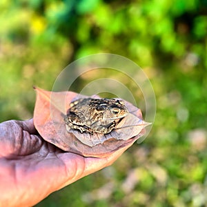 Common Asian toad