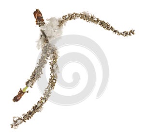 Common aspen, Populus tremula catkins isolated on white background