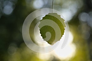 Common aspen (Populus tremula) leaf in evening sunlight