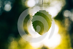 Common aspen (Populus tremula) leaf in evening sunlight