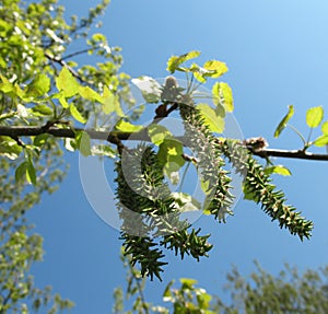 Common aspen or trembling poplar