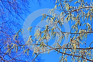 Common aspen or trembling poplar ( Populus tremula)