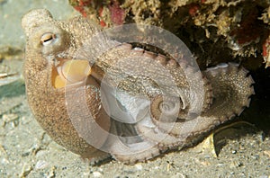 Common Atlantic Octopus