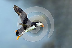 Common Atlantic Puffin  Fratercula artica bird