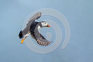 Common Atlantic Puffin  Fratercula artica bird photo