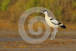 Common Avocet - Recurvirostra avosetta - Alfaiate