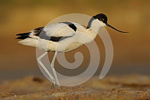 Common Avocet - Recurvirostra avosetta - Alfaiate