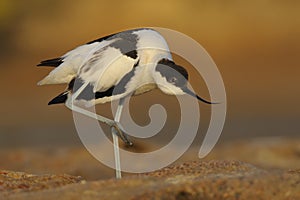 Common Avocet - Recurvirostra avosetta - Alfaiate