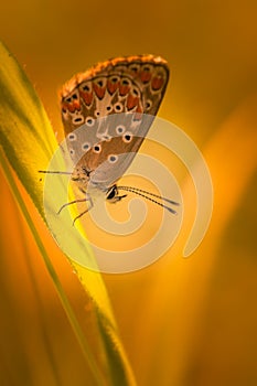 common azure butterfly insect in summer close-up in a single-profile meadow on orange backgrounds