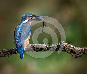 Common or Azure Kingfisher with Fish