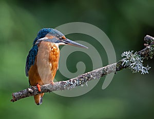 Common or Azure Kingfisher