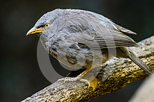 Common Babbler - Bird