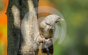 Common Babbler resting under a tree.