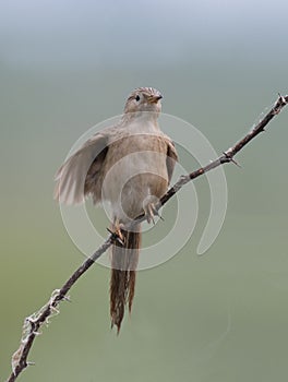 Common babbler Turdoides caudata photo