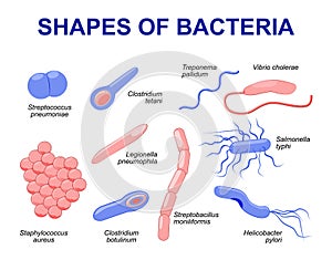 Common bacteria infecting human