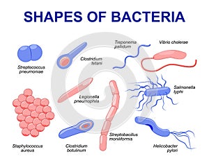Common bacteria infecting human photo