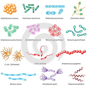 Común bacterias tipos 