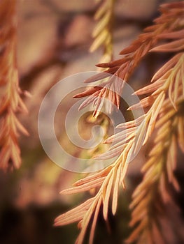 Common Bald Cypress Taxodium Distichum Closeup in the Fall. photo