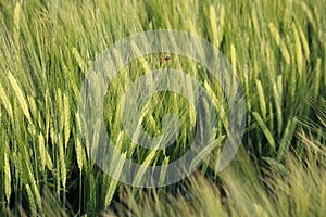 common banded Hoverfly