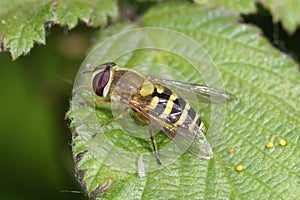 Common Banded Hoverfly