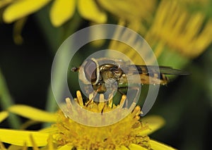 Common Banded Hoverfly
